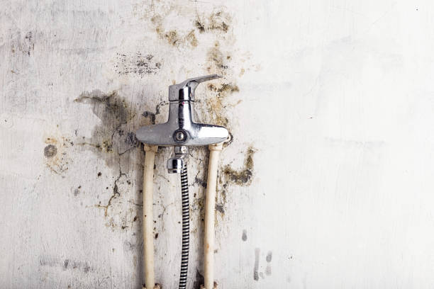 Best Emergency Mold Remediation in Binghamton University, NY