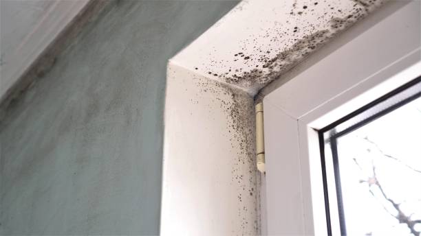 Best Attic Mold Remediation in Binghamton University, NY