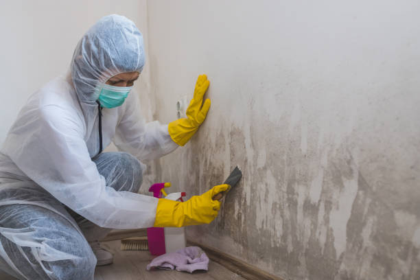 Best Crawl Space Mold Remediation in Binghamton University, NY