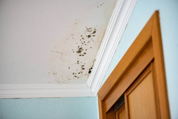 Best Mold Remediation for Schools in Binghamton University, NY