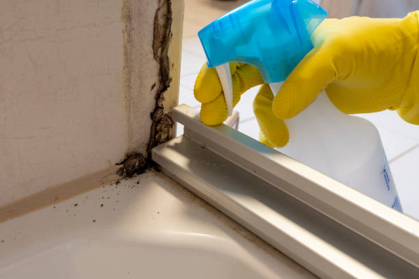 Best HVAC Mold Remediation in Binghamton University, NY