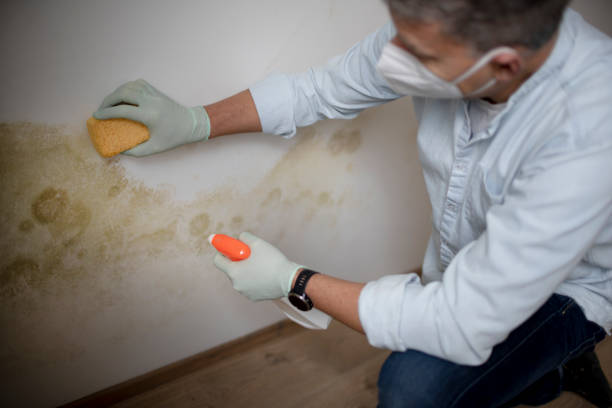 Best DIY Mold Remediation Support Services in Binghamton University, NY
