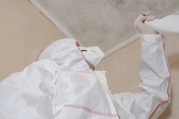 Best Industrial Mold Remediation in Binghamton University, NY