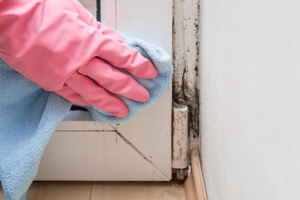 Best Residential Mold Remediation in Binghamton University, NY