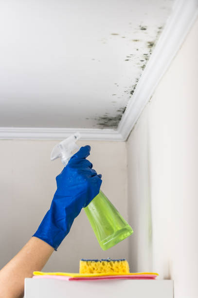 Best Localized Mold Remediation (e.g., coastal areas, humid climates) in Binghamton University, NY